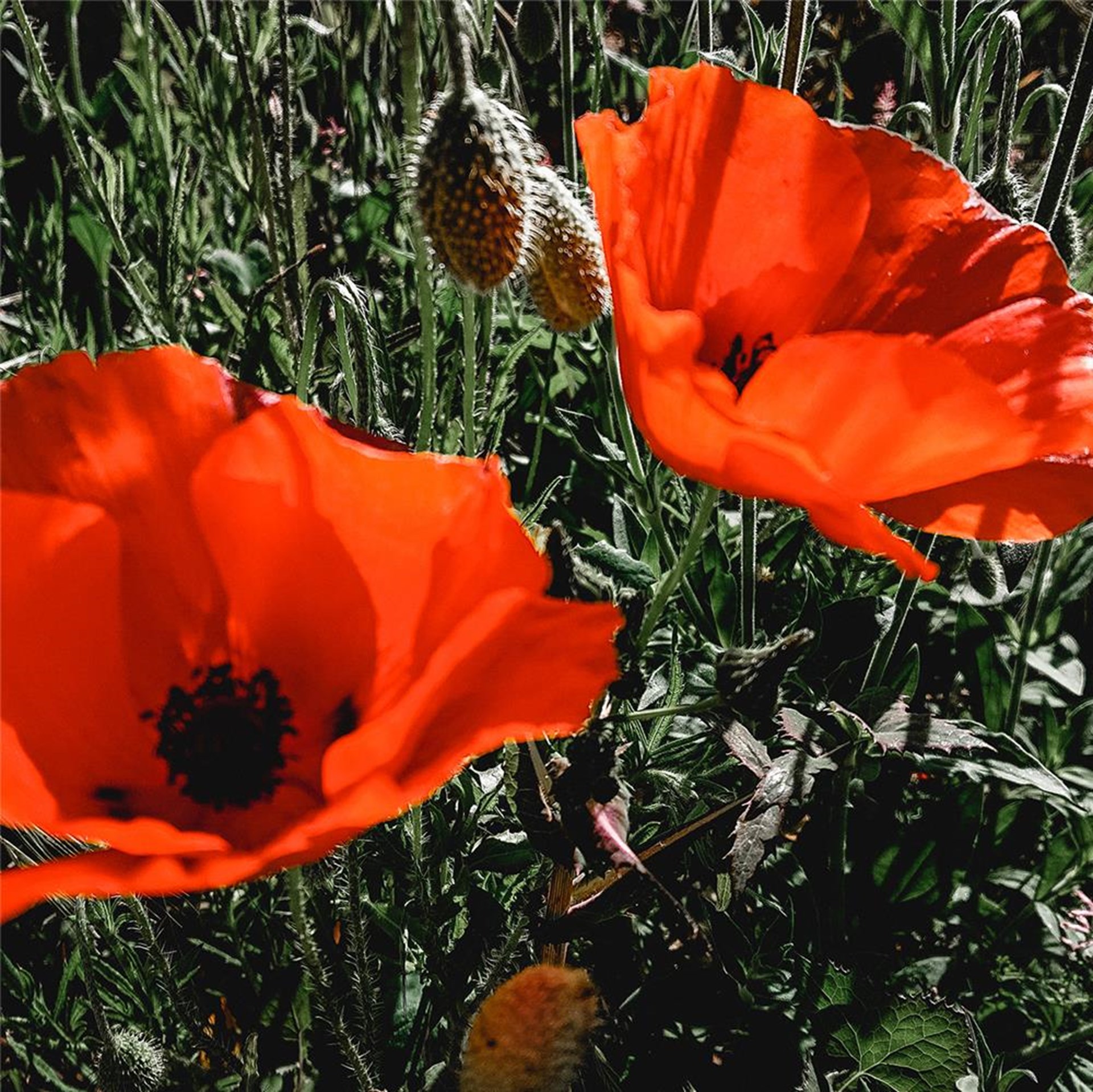 Blumenwiese